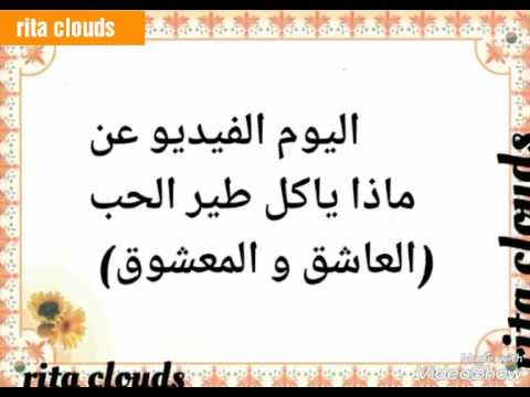 ماذا ياكل طير الحب العاشق و المعشوق