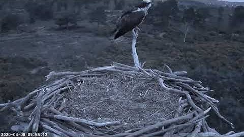 Female Osprey CJ7 arrival on Poole Harbour Nest Cam