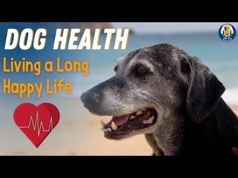 Video: 12 patarimų, kaip padėti šuniui gyventi ilgiau, sveikiau, laimingesnį gyvenimą