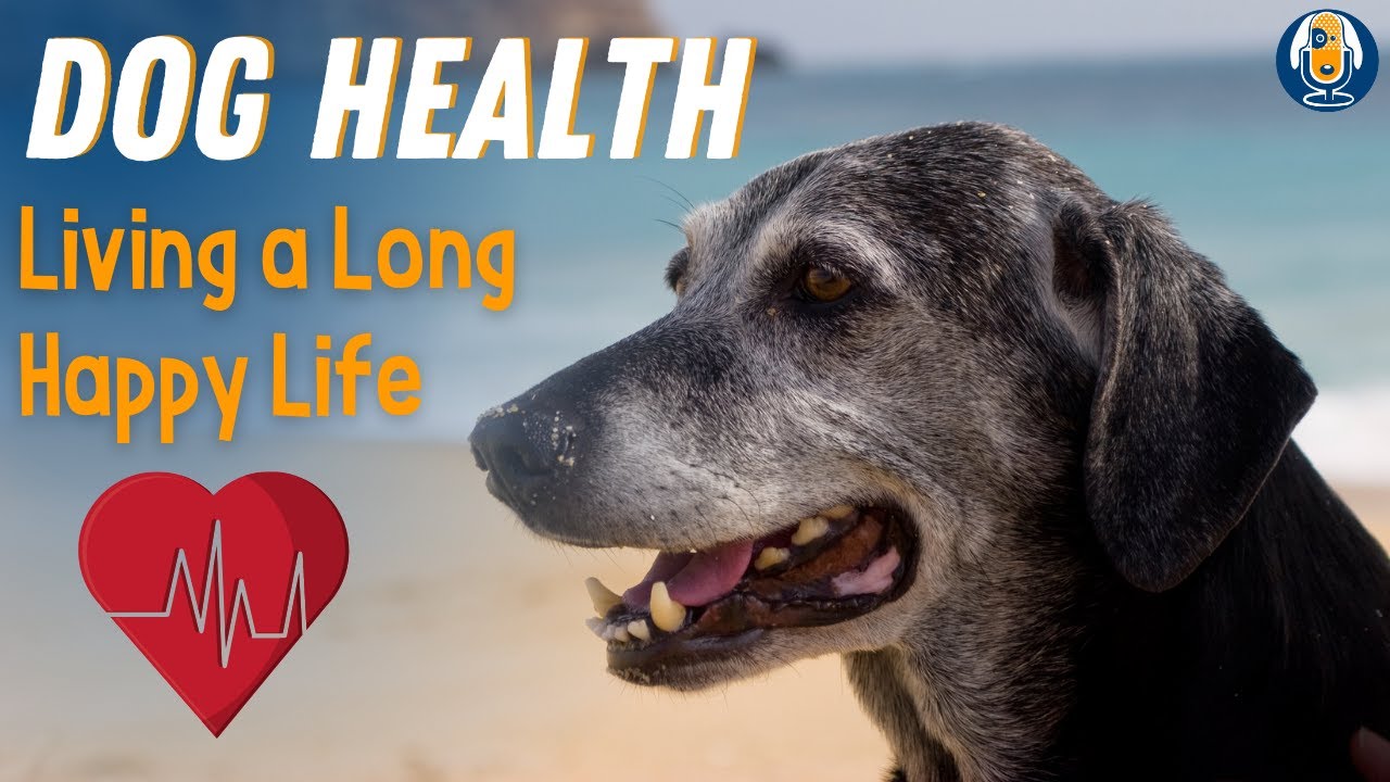 do happy dogs live longer