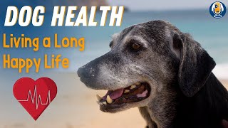 12 Keys to Helping My Dogs Live a Long and Happy Life #62
