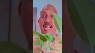 best dialogue kulbhushan kharbanda#latestvideo #shortsfeed #Arvind Mishra song#dialoguestatus