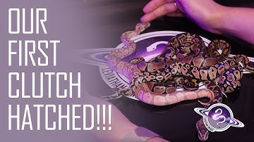 Our FIRST Ball Python Clutch HATCHED | Baby Ball Pythons!