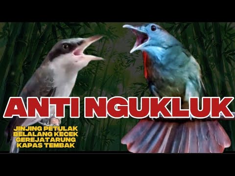 Cuma Satu GEREJA TARUNG Gini ‼️(Masteran Gereja Tarung)