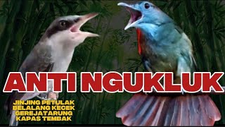 INI BEDA kombinasi pas | jingjing petulak, belalang kecek, kapas tembak dan gereja tarung