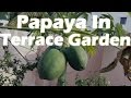 Growing Papaya in a Container - Terrace Garden