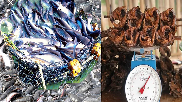 Harvesting catfish for export | Export market for catfish keeps increasing