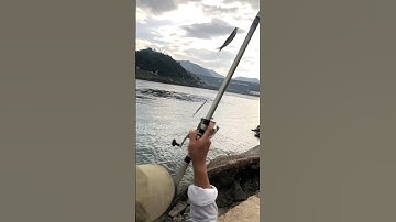 Câu được sấp đôi cá Mương sông đà dễ quá,đúng là đang vào mùa đi kiếm ăn của loài cá mương#shorts