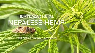 Hemp field in Nepal, Nepalese Hemp plant, Cannabis Sativa, Foresty Hemp, Hempbazarnepal.com