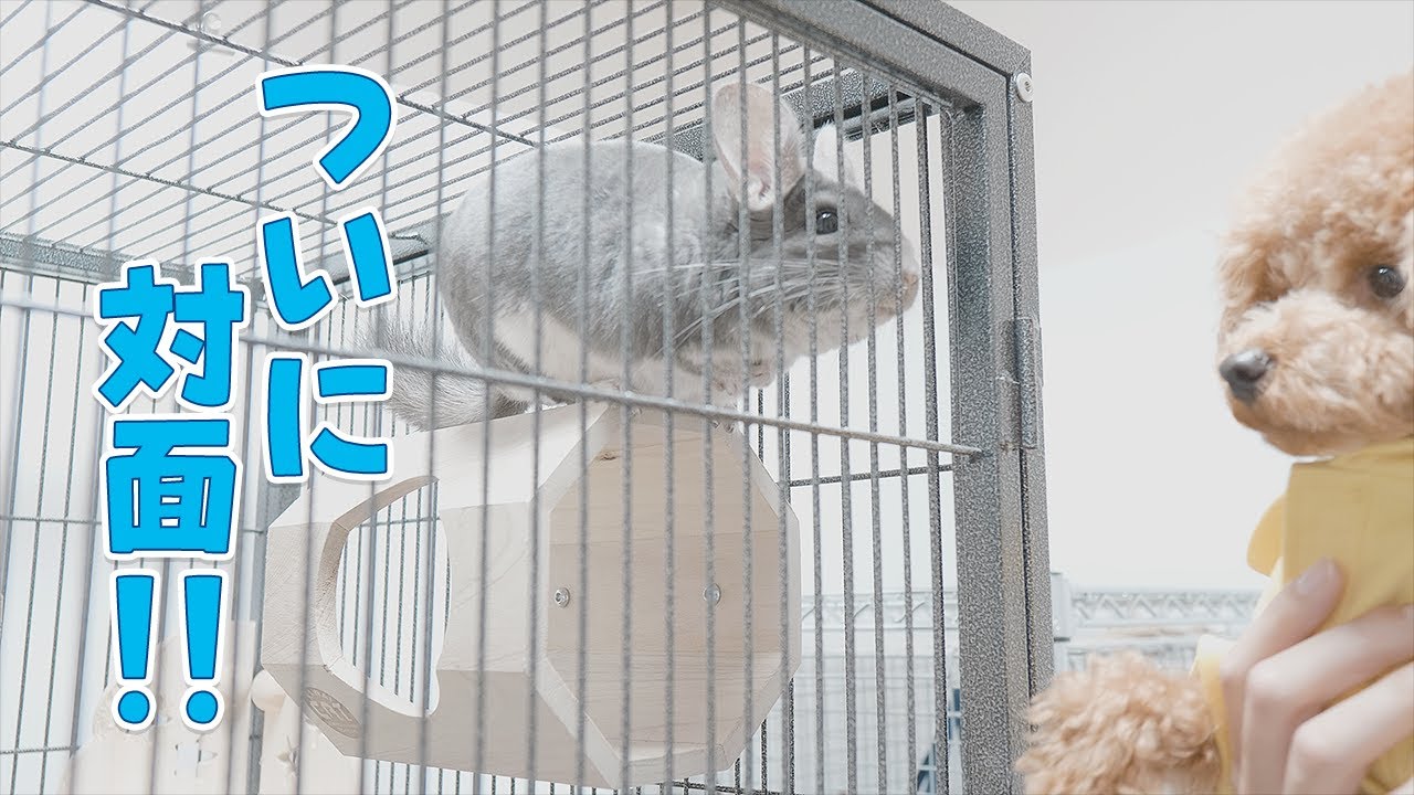 ついにチンチラとデグーとトイプードルが初対面しました！ - YouTube