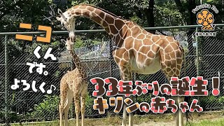 33年ぶりの誕生！キリンの赤ちゃん【福岡市動物園】リンダおかあさんとニコくん