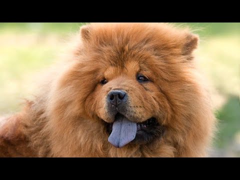 Video: Câini Care Arată Ca Niște Pui: Chow-Chow și Pomeranian