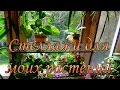 Мои окна и Стеллажи для растений