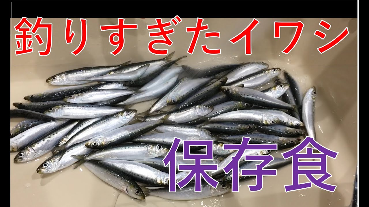 釣り イワシ 豊浜 桟橋