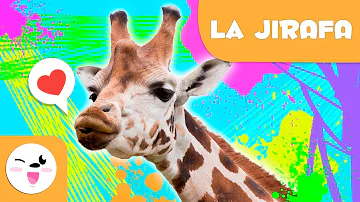 ¿Es la jirafa un animal tímido?