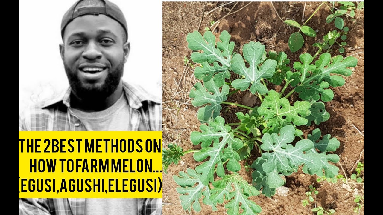 HOW TO FARM MELON(EGUSI,AGUSHI,ELEGUSI) WITH INCREASE YIELD