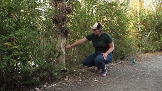 CityStream: Urban Beavers and the Benefits They Provide