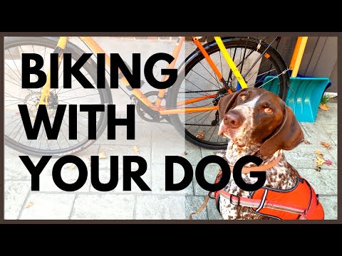 Video: Kodėl jūsų šuns lapės kvepia kaip kukurūzų traškučiai?