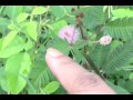 Makahiya (shy plant)