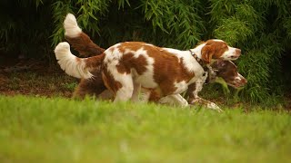 The Affectionate and Playful Brittany Dog A Perfect Family Pet