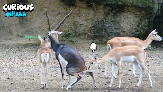 Impala Curious About The Blackbuck Position