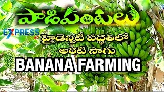 Highdensity of Banana Farming - Success Story of Farmer : Paadi Pantalu | ExpressTV