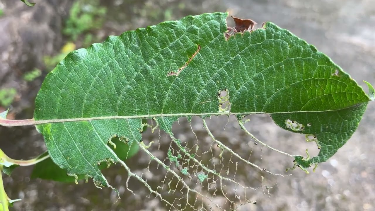 Lesser willow sawfly - caterpillars on Goat willow leaf - August 2023