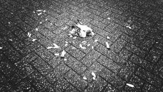 Dead Pigeon