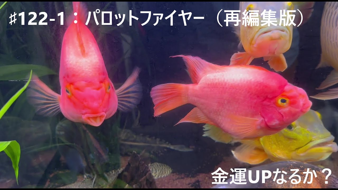 122-1：金運UPなるか？ パロットファイヤー （♯1音声付再編集版