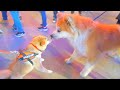Akita Inu and Shiba Inu reunited at an amusement park in Italy and kissed!