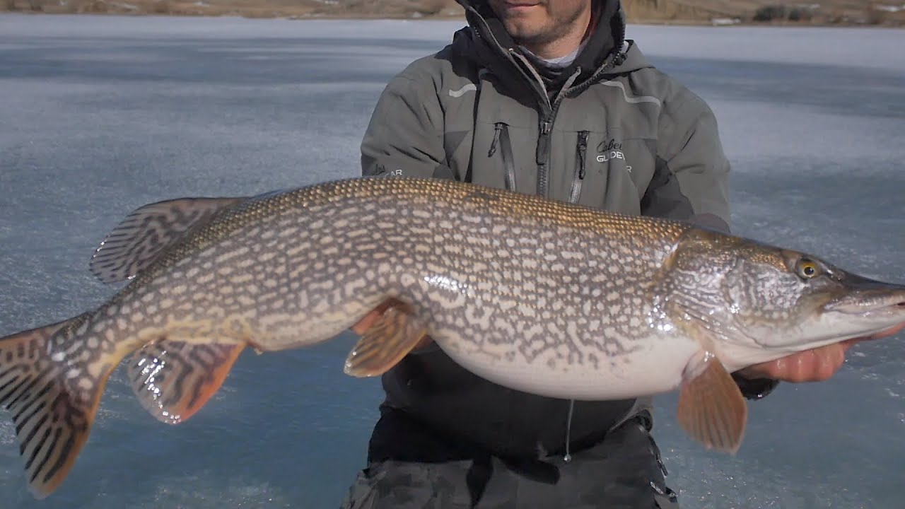Ice Fishing for giant Northern Pike on Lake Diefenbaker Saskatchewan - YouTube