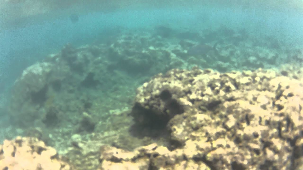 SNORKELING IN MAUI FISHBOWLS YouTube