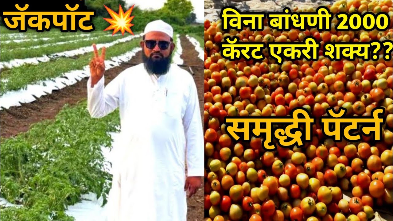 समृद्धी पॅटर्न एकरी 2000 कॅरट शक्य??? विना तार विना बांबू विना सुतळी बम्पर उत्पादन 