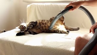 Hilarious Compilation - Cats vs Vacuum Cleaners #3 by Cats are Jerks 281 views 2 years ago 17 minutes