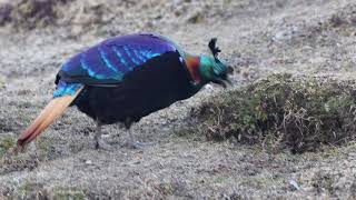 Himalayan Monal in Chopta