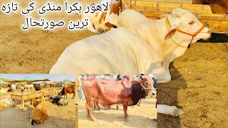 Latest Update Lahore Cow Mandi Shahpur Kanjra || Cattle Market 2021