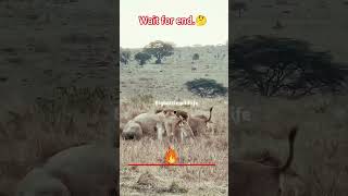 Massive Lion Fight | Multiple Lions Attack Giant Lion | Brutal Jungle Battle #lion #animals #shorts