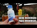 Agua Oxigenada para Orquídeas