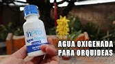 Cómo hacer un fungicida casero preventivo para las orquídeas? ||  Orquiplanet - thptnganamst.edu.vn