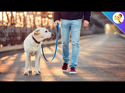 Video: Čo robiť, keď váš pes uhne niekoho