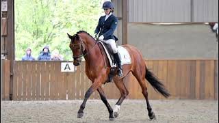 Gorgeous looking 16.1hh bay KWPN - ad ref: 301980