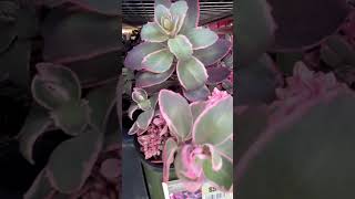 Sedum Dream Dazzler
