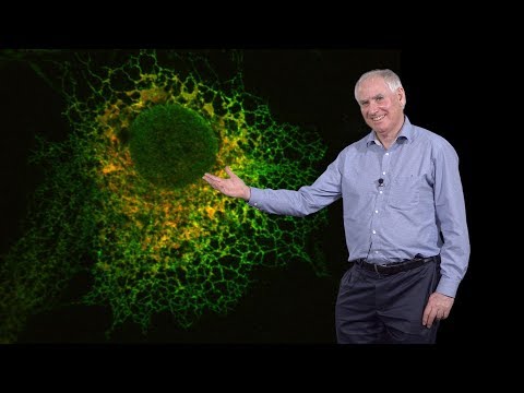 Video: Hvad er det lille netværk af rør, der laver proteiner?