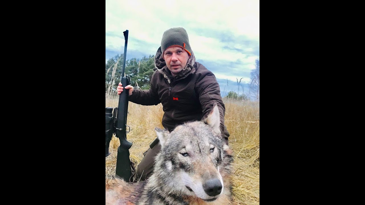 Проект охота на волков 2 часть