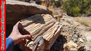 Petrified Wood at Hurricane Mesa