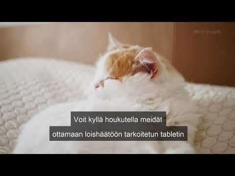 Video: Kuuluisimmat Kissan Aaveet - Vaihtoehtoinen Näkymä