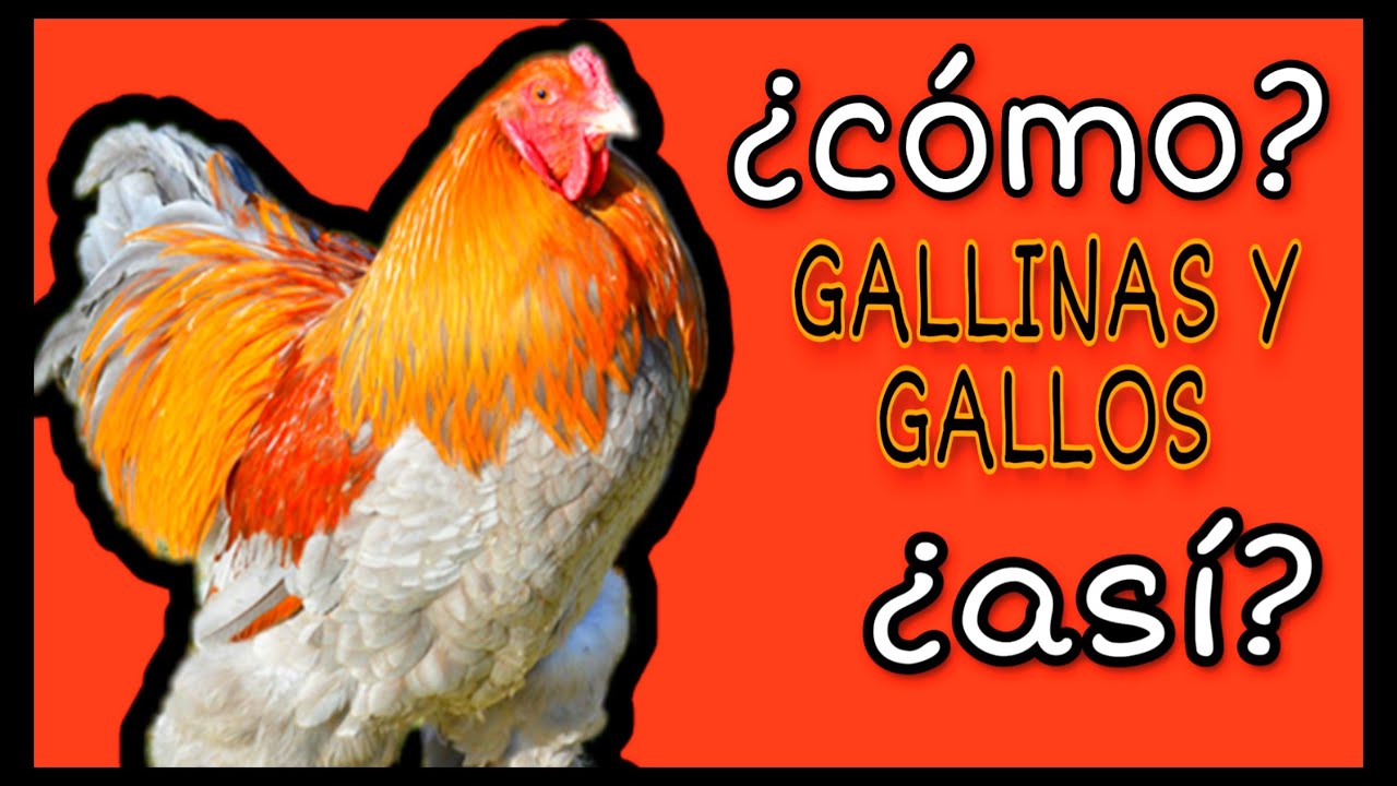 Como copulan las gallinas