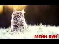 МЕЙН - КУН. ВСЁ О ПОРОДЕ.