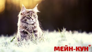 МЕЙН  КУН. ВСЁ О ПОРОДЕ.