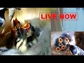 Youtube Thumbnail title